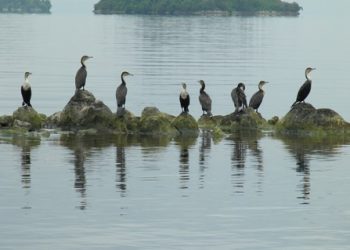 The lake is located at 3 hours drive from Kigali city. It is one of the African Great Lakes. It lies on the border between the Democratic Republic of the Congo and Rwanda, and is in the Albertine Rift, the western branch of the East African Rift.